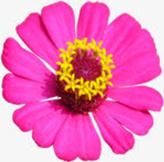 粉色花朵夏日免抠