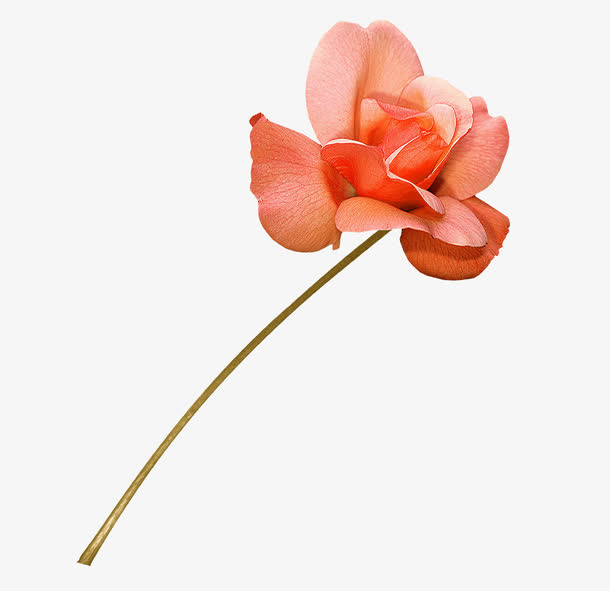 花卉免抠