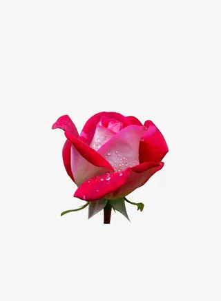 春天踏青花玫瑰花水珠免抠