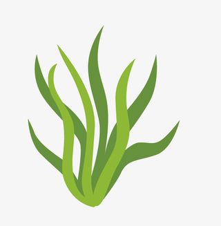 卡通绿叶装饰手绘文艺小清新海藻免抠