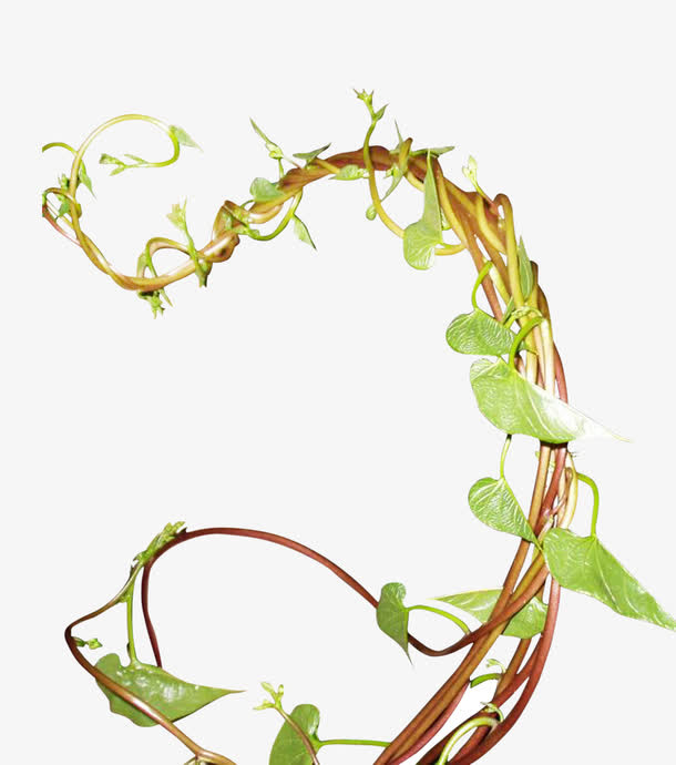 枯树藤上的绿叶免抠