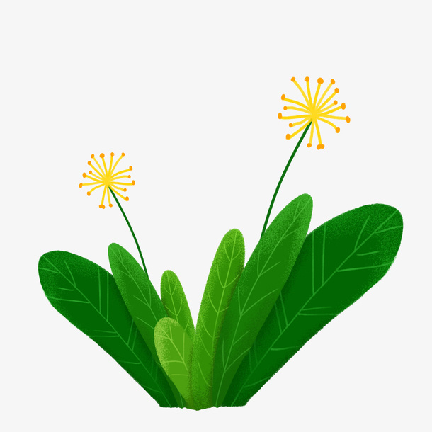 春天踏青蒲公英免抠动植物植物元素