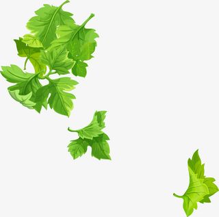 矢量芹菜叶1免抠