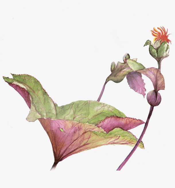 手绘文艺风花卉插画免抠