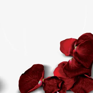 情人节玫瑰免抠