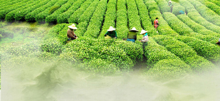 采茶背景装饰高清