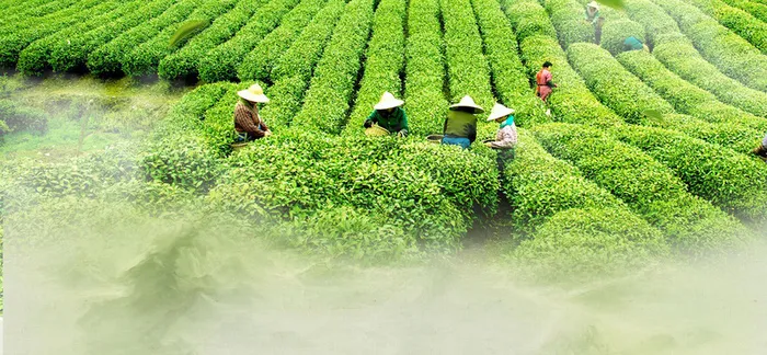 采茶背景装饰高清