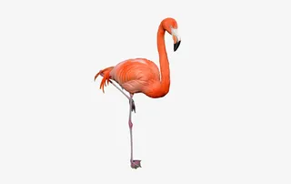 长腿动物火烈鸟免抠