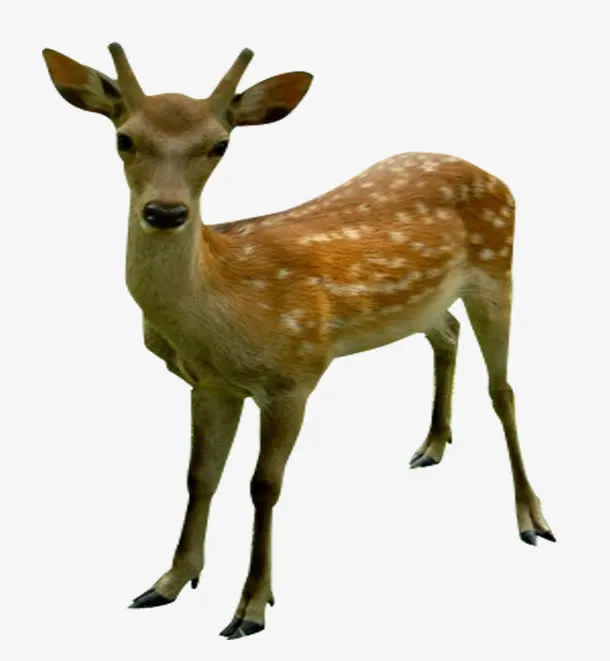 梅花鹿免抠