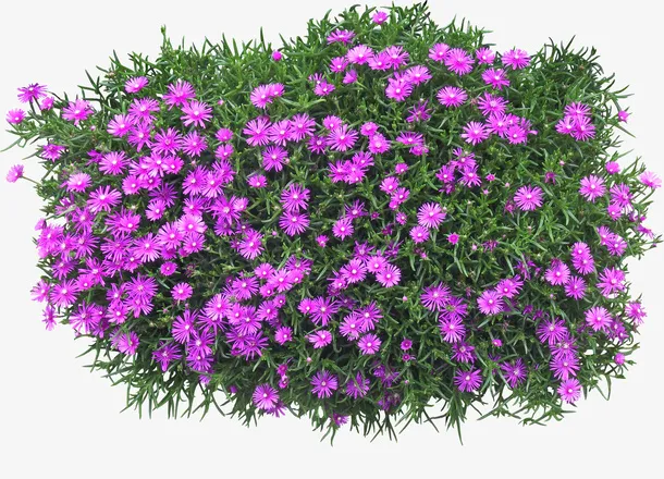 景观植物紫菊花灌木球免抠