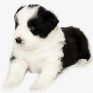 幼犬边牧宝宝免抠