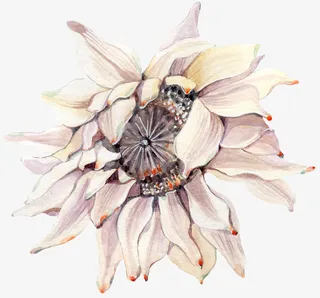 手绘卡通装饰花瓣花草装饰海报设免抠