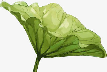 大荷叶绿色叶子免抠