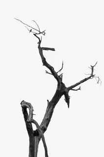 树枝免抠 树枝免抠