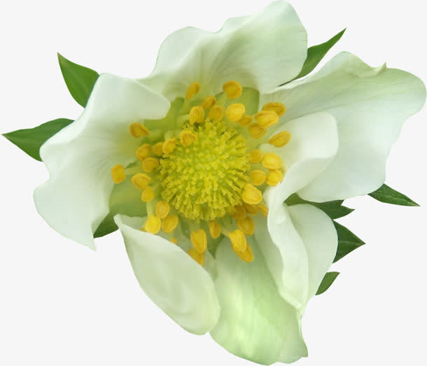 白花瓣黄色花蕊免抠