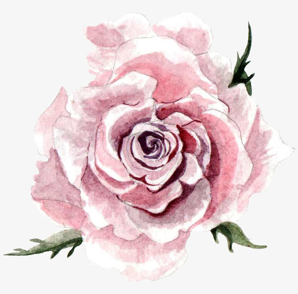 绽放的玫瑰免抠