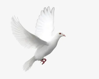 鸽子 PNG免抠图素材免抠