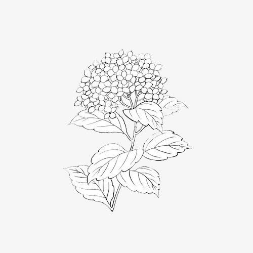 简笔绣球花免抠