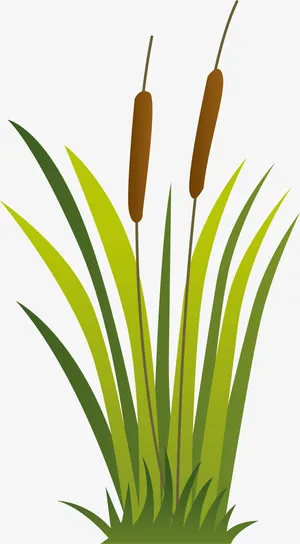 绿色春季草地芦苇免抠