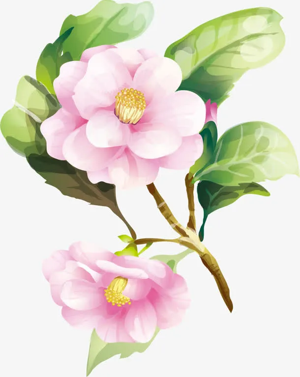 盛开的花朵免抠
