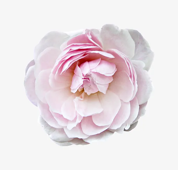 花朵免抠