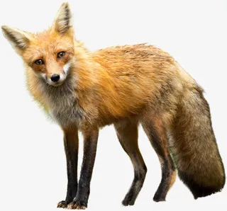 狐狸透明PNG免抠图免抠