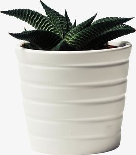 春天绿色花盆绿植免抠 春天绿色花盆绿植免抠