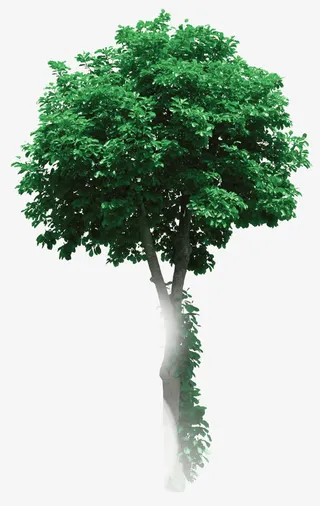 漂浮花瓣气泡简洁大方树叶树丛免抠