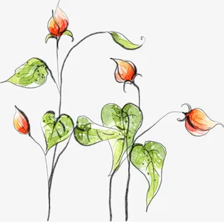 清新灯笼花免抠