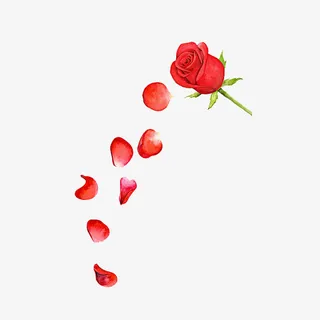 红色的玫瑰免抠