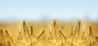 成熟的麦穗高清