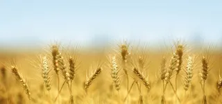 成熟的麦穗高清