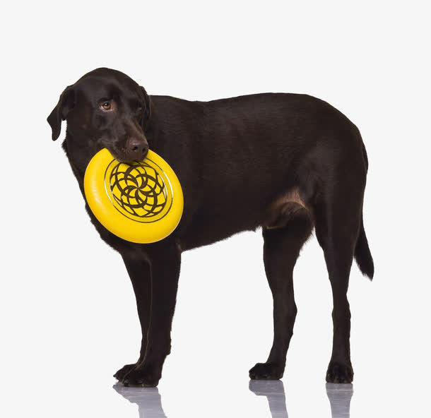 巧克力拉布拉多犬免抠