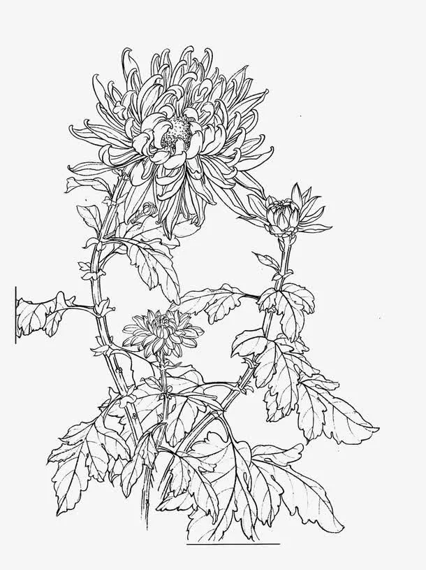 菊花白描免抠装饰中国风元素