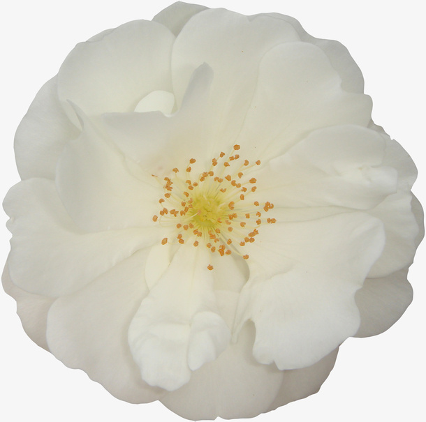 鲜花花卉鲜花图案免抠