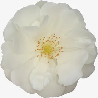 鲜花花卉鲜花图案免抠