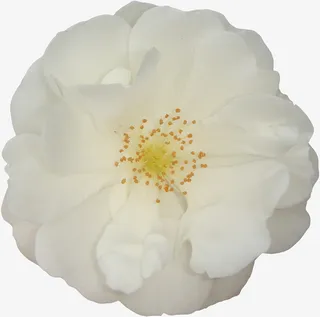 鲜花花卉鲜花图案免抠