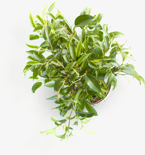 桂花盆栽免抠