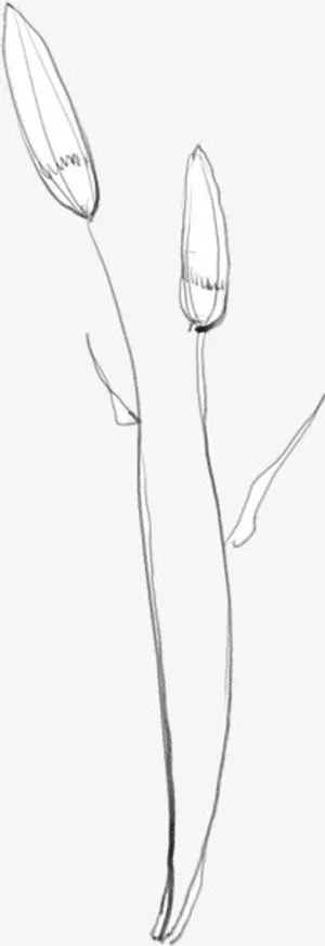 黑色手绘花苞待开放免抠