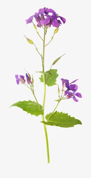 藏红花花枝免抠