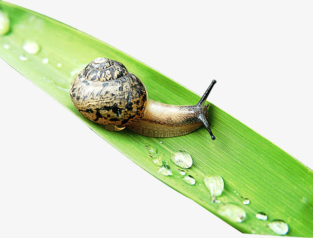 春天清新蜗牛水滴免抠
