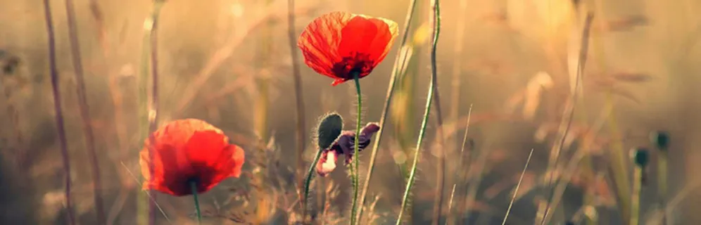 唯美花瓣banner背景高清