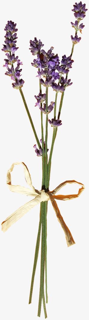 蝴蝶结花束免抠