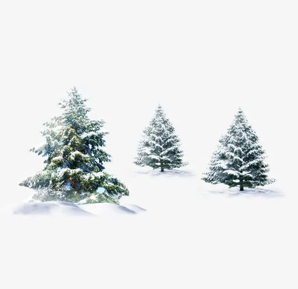 雪地里的松树免抠