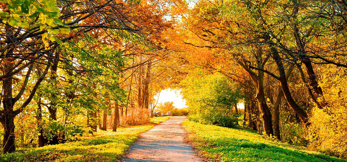 金秋摄影背景高清