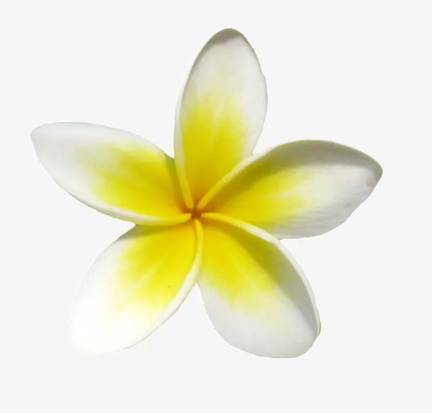 一朵小黄花鸡蛋花免抠