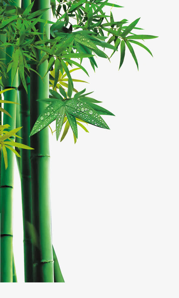 竹子免抠