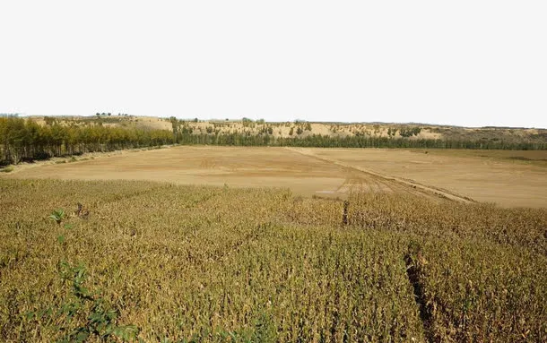 金色稻田图片免抠