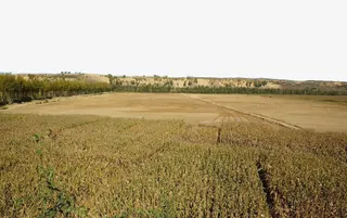 金色稻田图片免抠