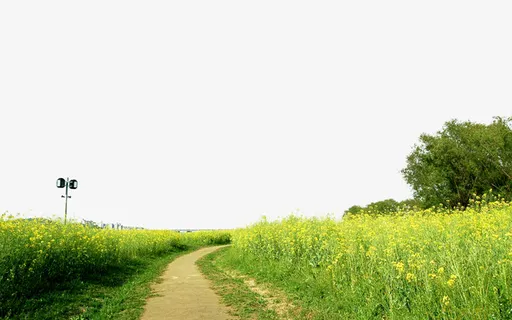 草地免抠 草地免抠